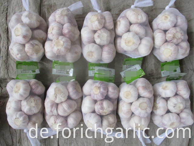 Normal White Garlic Crop 2019 5 0 Size